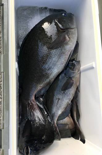 鵜来島家本渡船 釣果