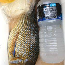 鵜来島家本渡船 釣果