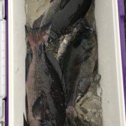 鵜来島家本渡船 釣果