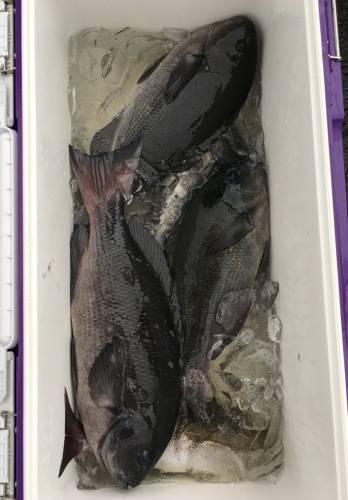 鵜来島家本渡船 釣果