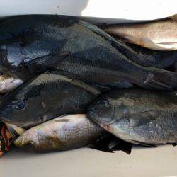 鵜来島家本渡船 釣果