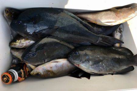 鵜来島家本渡船 釣果