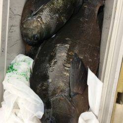 鵜来島家本渡船 釣果