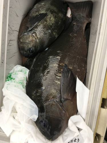 鵜来島家本渡船 釣果