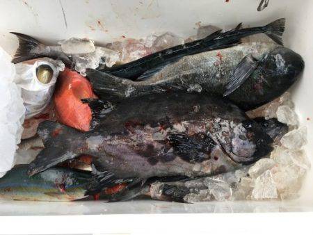 鵜来島家本渡船 釣果