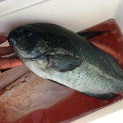 鵜来島家本渡船 釣果