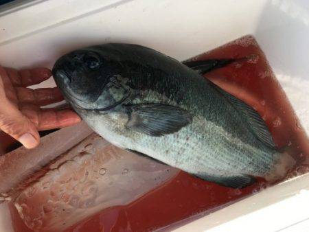 鵜来島家本渡船 釣果