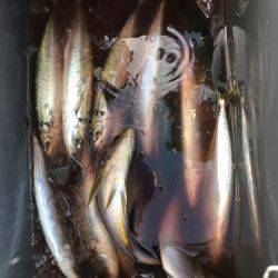 鵜来島家本渡船 釣果