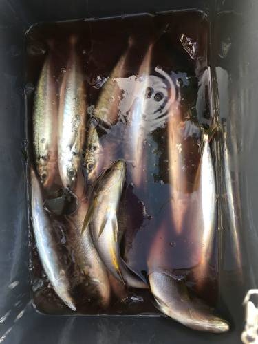 鵜来島家本渡船 釣果