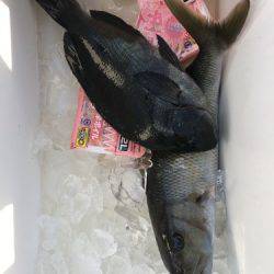 鵜来島家本渡船 釣果