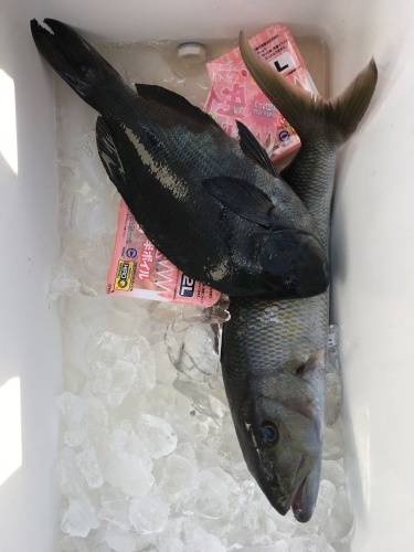 鵜来島家本渡船 釣果