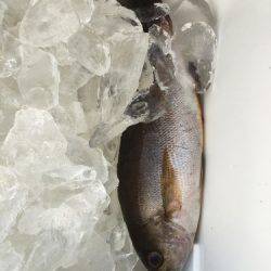 鵜来島家本渡船 釣果