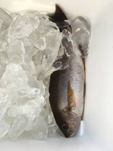 鵜来島家本渡船 釣果