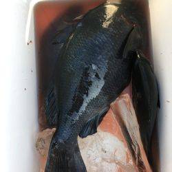 鵜来島家本渡船 釣果