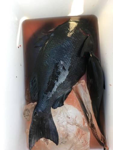 鵜来島家本渡船 釣果