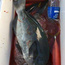 鵜来島家本渡船 釣果