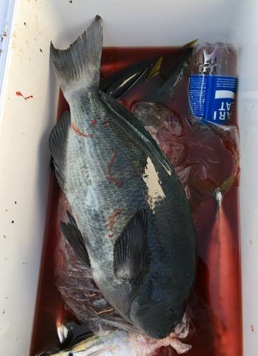 鵜来島家本渡船 釣果