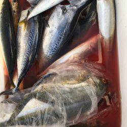 鵜来島家本渡船 釣果