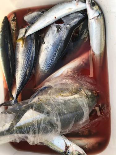 鵜来島家本渡船 釣果