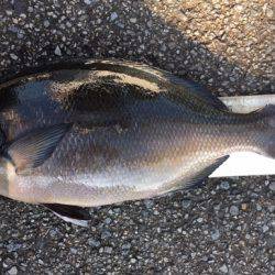 鵜来島家本渡船 釣果