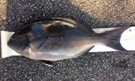 鵜来島家本渡船 釣果