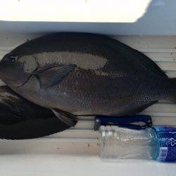 鵜来島家本渡船 釣果