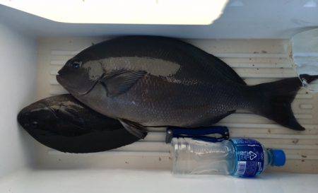 鵜来島家本渡船 釣果