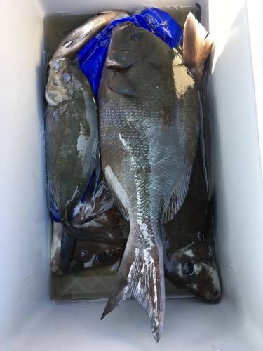 鵜来島家本渡船 釣果