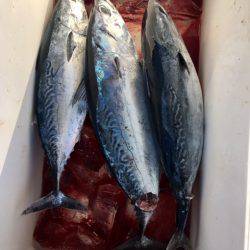 鵜来島家本渡船 釣果