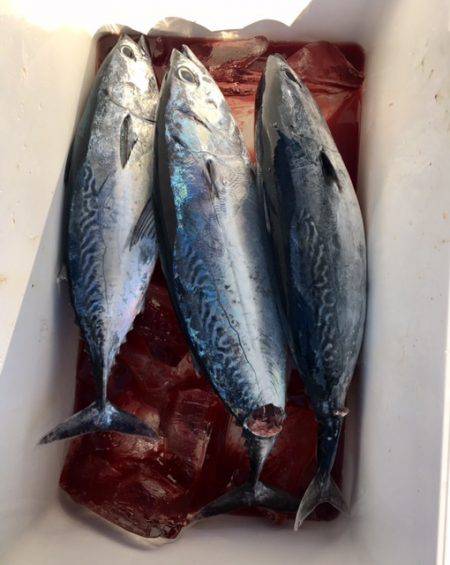 鵜来島家本渡船 釣果