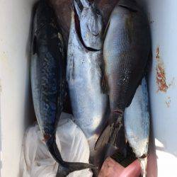 鵜来島家本渡船 釣果