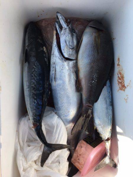 鵜来島家本渡船 釣果