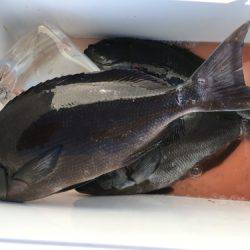 鵜来島家本渡船 釣果