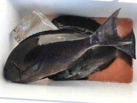 鵜来島家本渡船 釣果