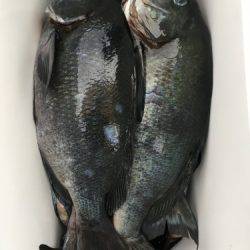 鵜来島家本渡船 釣果