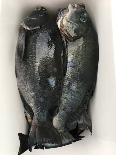 鵜来島家本渡船 釣果