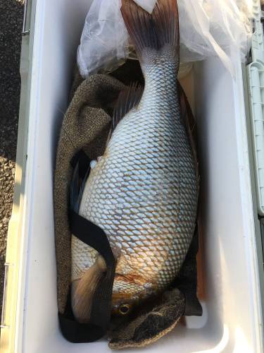 鵜来島家本渡船 釣果