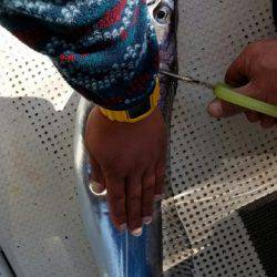 遊漁船 ニライカナイ 釣果