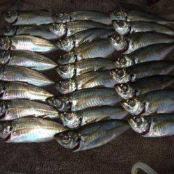 サビキ釣りは釣り入門の基本！サビキ釣りを徹底解説！