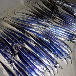 TOPGUN名古屋 釣果