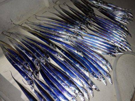 TOPGUN名古屋 釣果