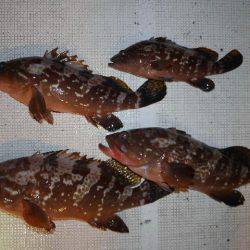 TOPGUN名古屋 釣果