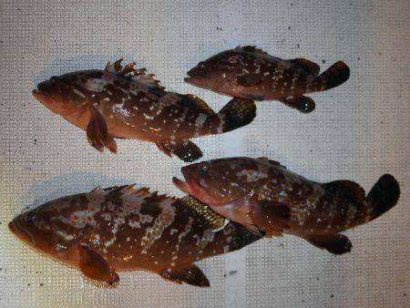 TOPGUN名古屋 釣果