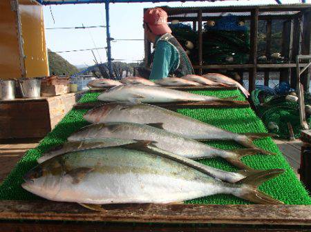 カタタのつり堀 釣果