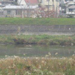 狩野川(狩野川漁業協同組合) 釣果