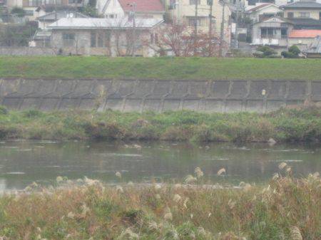 狩野川(狩野川漁業協同組合) 釣果