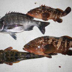 TOPGUN名古屋 釣果