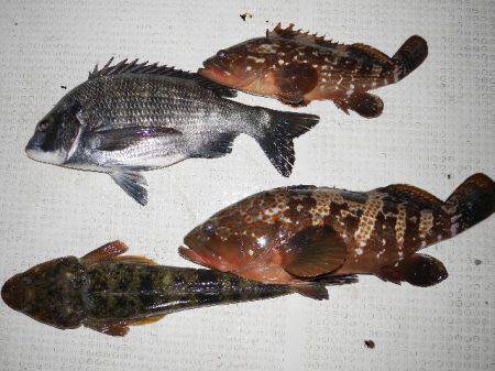 TOPGUN名古屋 釣果