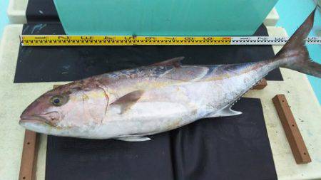 武勝丸（ぶしょうまる） 釣果