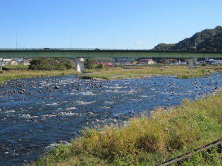 狩野川(狩野川漁業協同組合) 釣果